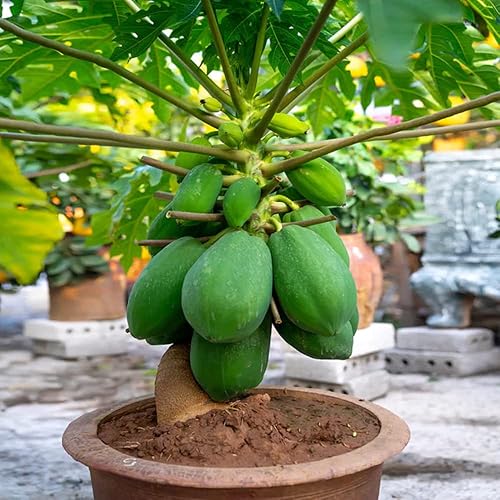 Miniatura 2 de 25 semillas de papaya Waimanalo Semillas de fruta de papaya enana para plantar