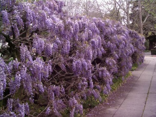 Glycine Sinensis (Bleu) Chinois 2 Grandes Semences - Lot de 2