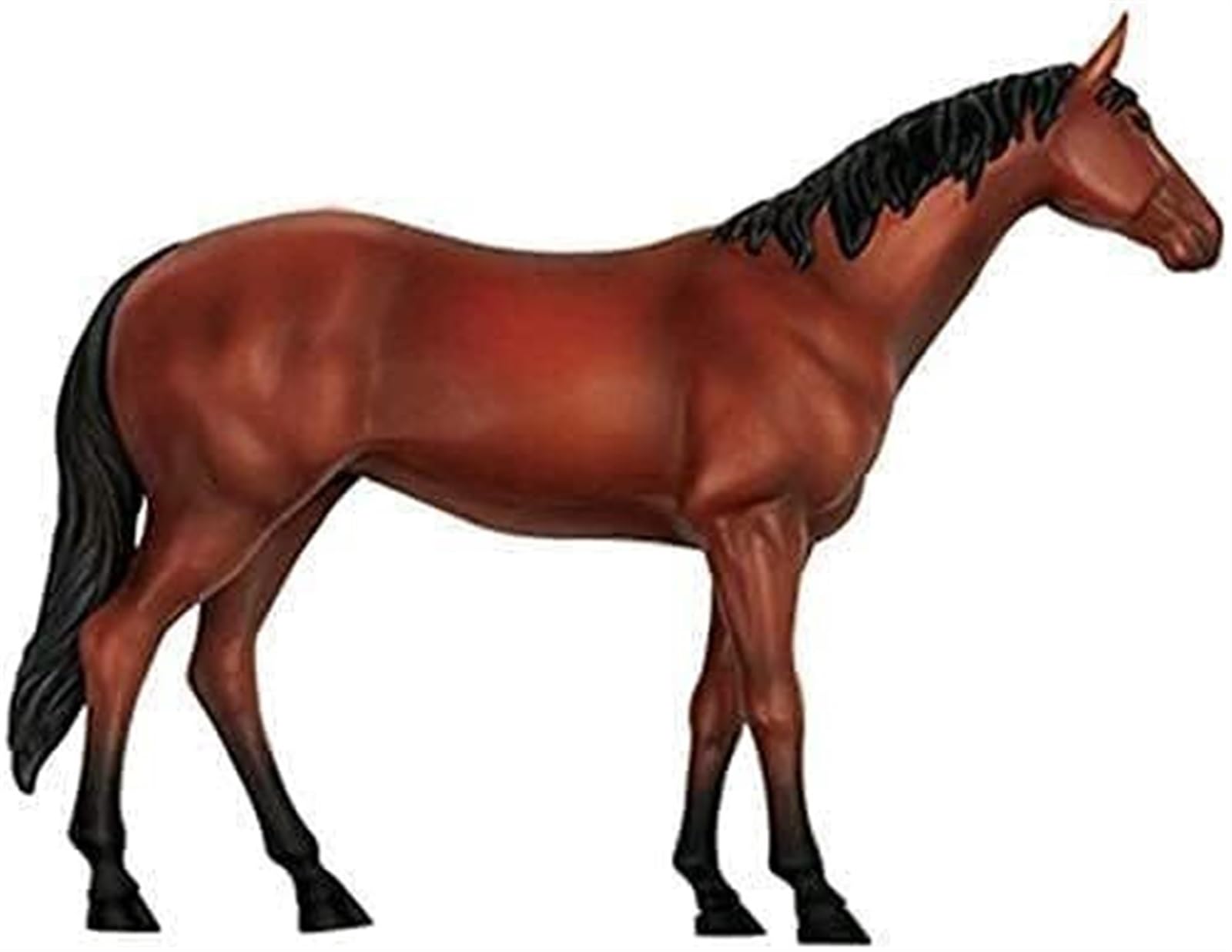 Modelo animal Modelo de anatomía del caballo 4D Órganos desmontables visuales y educación parcial Modelo de enseñanza de anatomía de órganos biológicos del caballo