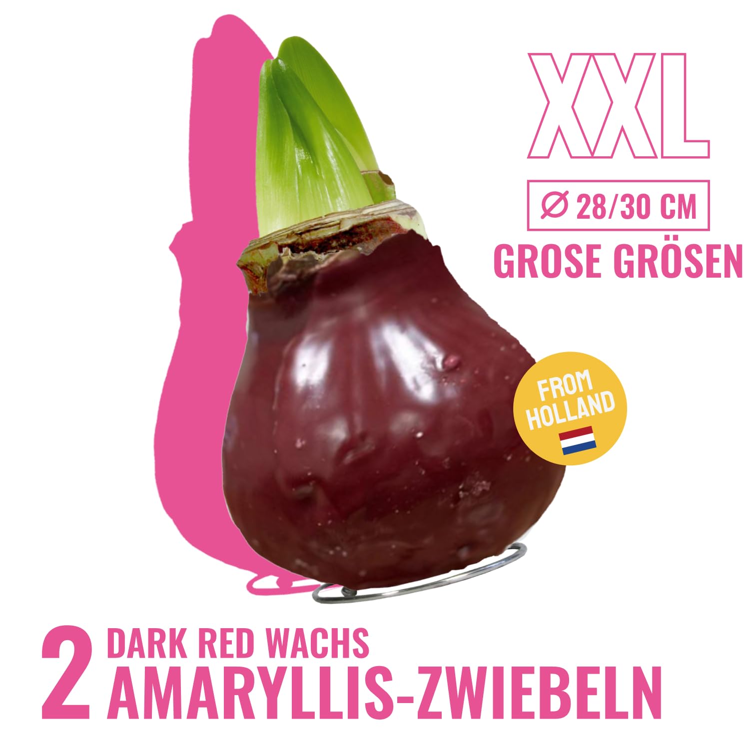 Cera Amaryllis cipolle rosso scuro – Ceramaryllis 28/30 grande formato | 2 pezzi | cerato/cera | senza versare | Esclusive piante da appartamento olandese – Hippeastrum (senza vetro, vaso e