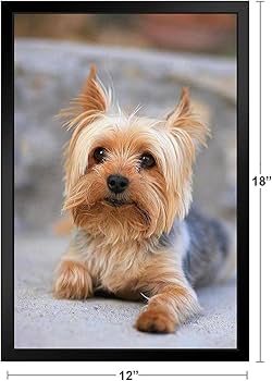 Amazon.co.jp: ミニチュアヨークシャーテリアヨーキーの肖像画フォト
