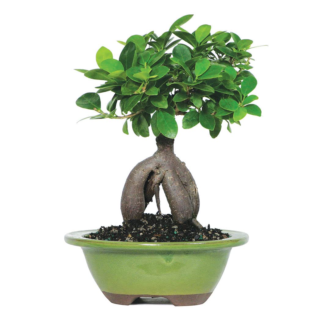 Bonsai tree live plant, Live plant for bonsai tree (1 live plant) (B0BZMSN7KM) Amazon Price History, Amazon Price Tracker