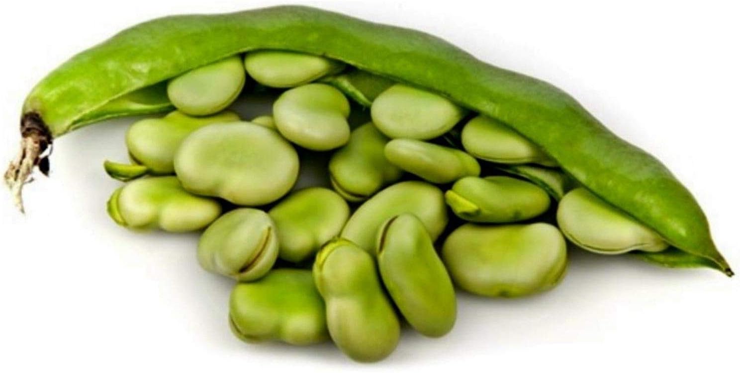 Broad Bean 'Aquadulce Claudia' 1 Kg Bulk Commercial Grade Vegetable Seeds Wholesale