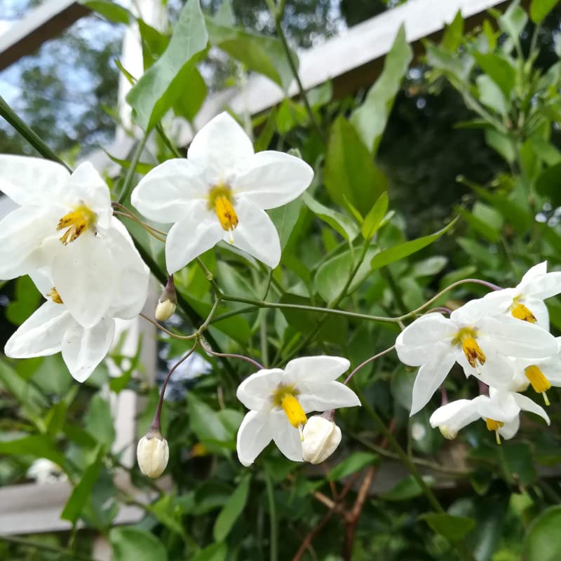 Carbeth Plants 3X Jasmine Nightshade Plants - Solanum laxum Album 9cm Pot