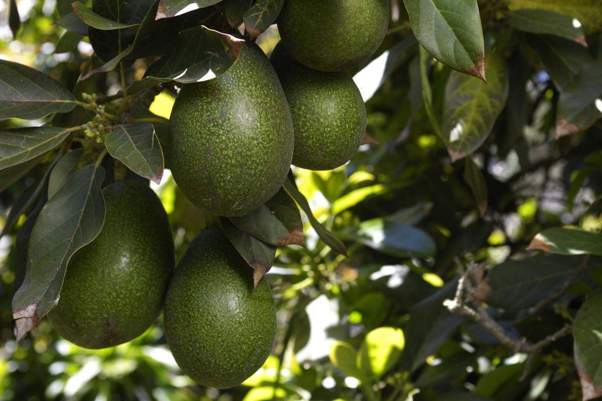 Royal Paradise Garden Rare Hybrid Helen Avocado Seedling Live Plant (B07ZK8KYT7) Amazon Price History, Amazon Price Tracker