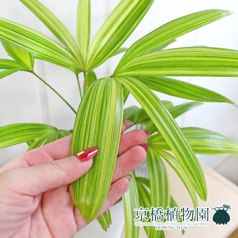 Amazon｜【ハピグレイ】観音竹（カンノンチク） -綾錦- 4G｜観葉植物