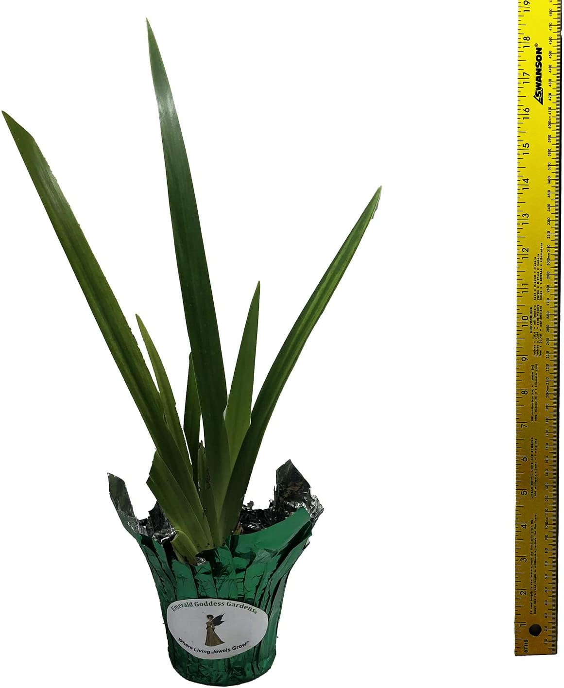 Yellow Walking Iris - Trimezia steyermarki -Live Plant - Water Bog Garden - Emerald Goddess Gardens - Starter Sz 4 Inch Pot