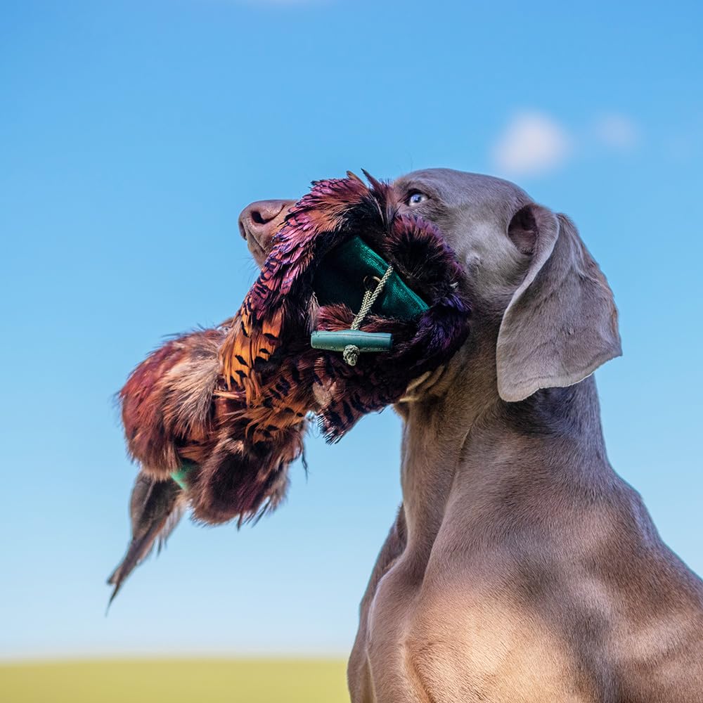 Romneys Fasanendummy - 500 g - Avec véritable robe en plumes - Idéal pour la formation de chiens de chasse - Flottant