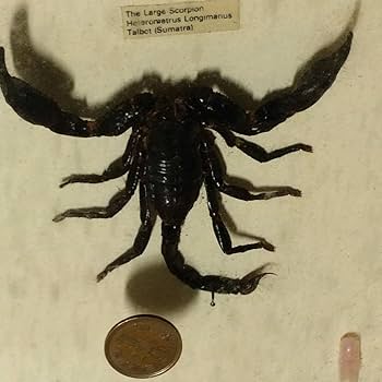 ワニとサソリの剥製セット ワニとサソリの剥製セット 2025年最新】サソリ 剥製の人気