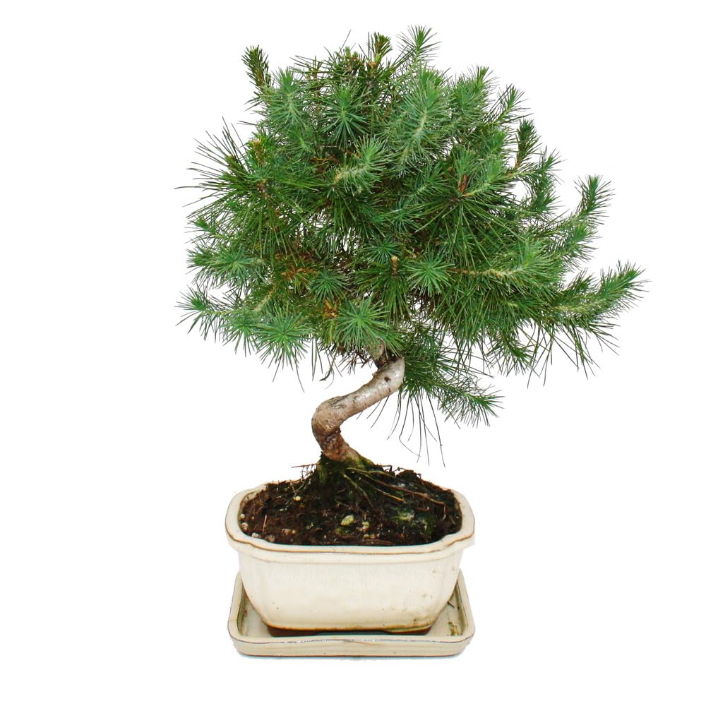 Bonsai - Pinus halepensis - Aleppo-Kiefer - ca. 7-8 Jahre alt - 16cm Schale