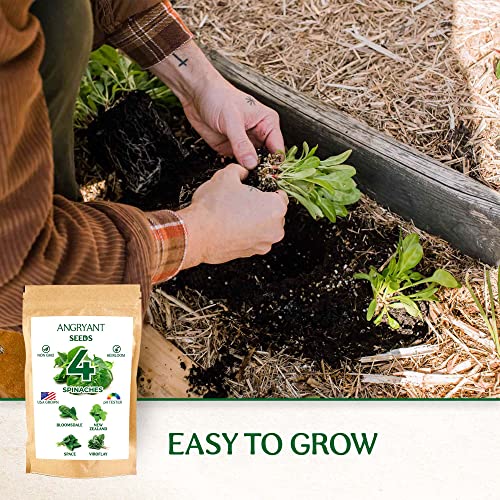 Spinach Seeds 4 Variety Pack - Non Gmo, Heirloom Seeds For Planting Indoor, Outdoor, And Hydroponic Vegetable Garden - 100% Usa Grown - Including Bloomsdale, New Zealand, Space, Virofly #TOP7