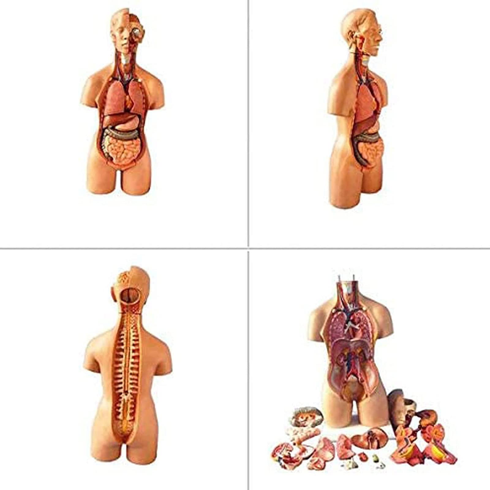 Amazon.co.jp: 人体トルソー模型 55cm 内臓解剖学 医学解剖学 医学教育
