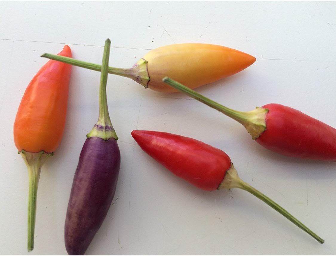 Numex Twilight 1000 Samen *Mini-Chili* mit sehr guten Ertrag WOW ''' Ähnliches Farbspektakel wie die Bolivien Rainbow'''