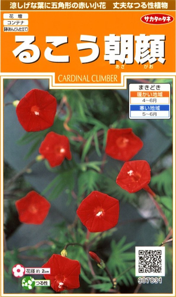 Amazon | サカタのタネ 実咲花7831 るこう朝顔 00907831 | 花