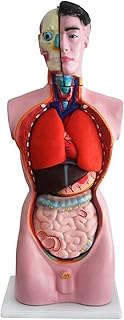 Study Model 85Cm/33.5Inch Human Torso Model - Educational Model Human Torso Body Model - PVC Material Anatomy Anatomical Medical Internal Organs Torso Model - for Study Teaching (Color : A) SaiFei