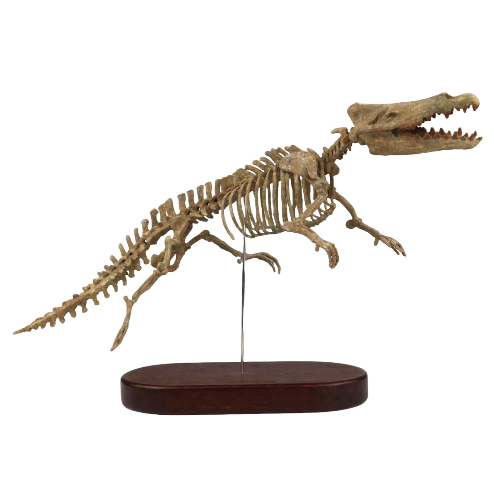 Amazon.co.jp: 菊石 1/7サイズ アンブロケトゥス 原始的クジラ類