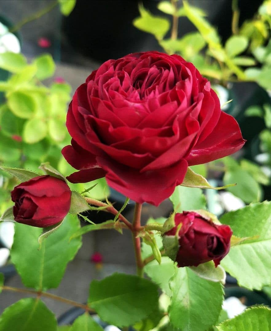 バラ苗 切り花種 □宅急便60サイズ〜で いたします□