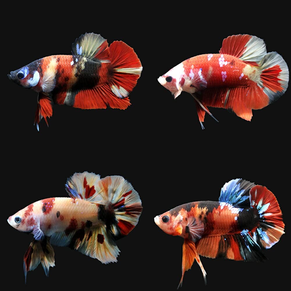 Amazon | （熱帯魚）鯉ベタ・ハーフムーンプラカット コイカラー ニモ