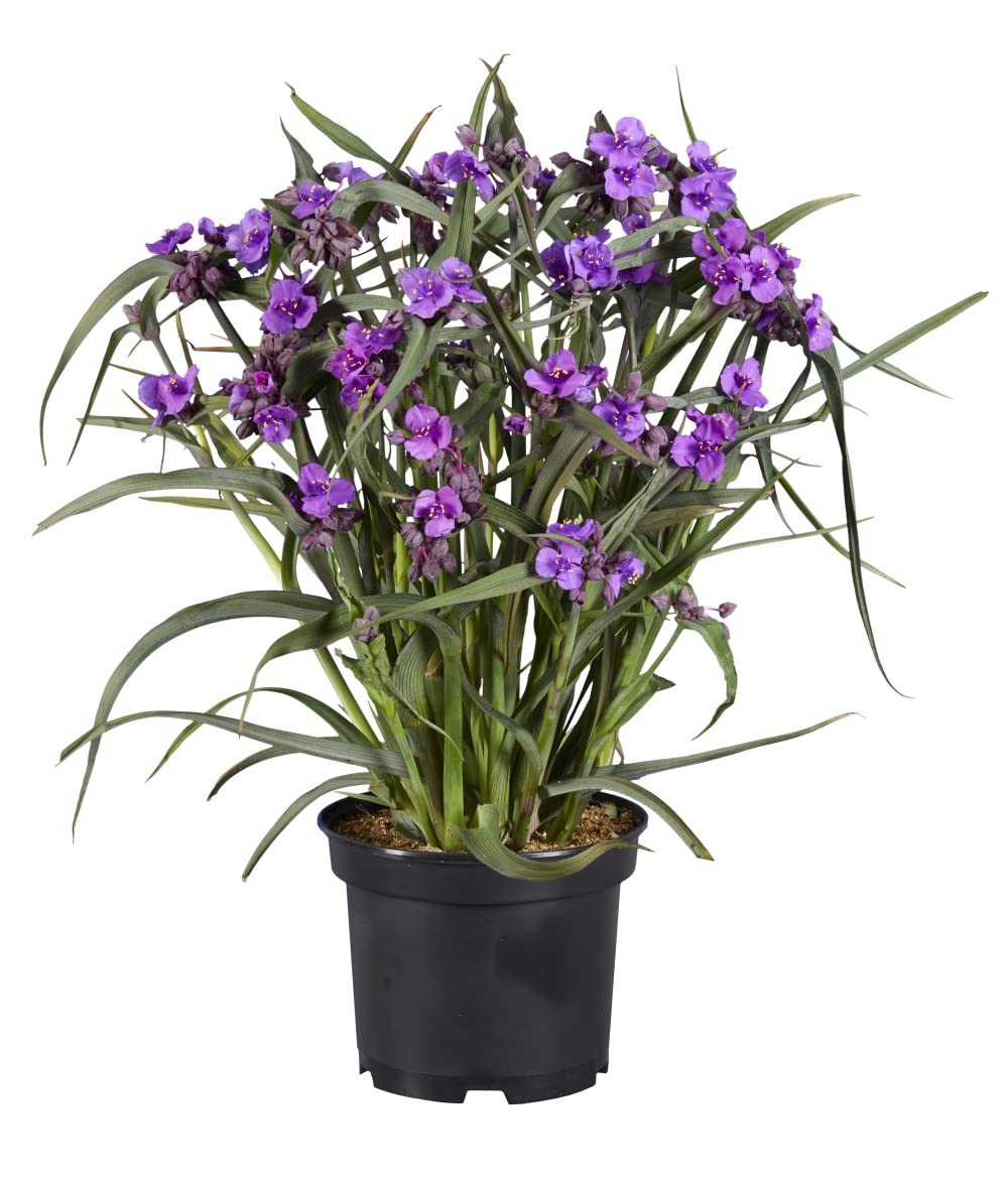 Hardy Perennial Tradescantia Brain Storm Low Maintenance Evergreen Cottage Exotic Gardens 3 x 9cm Potted Plants By Thompson and Morgan (3)