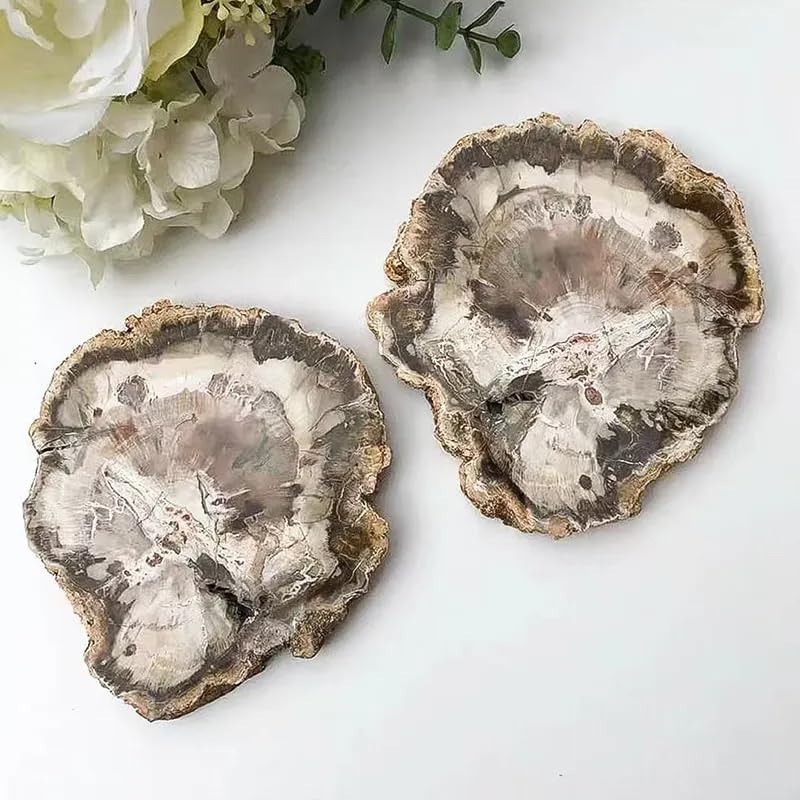 Wholesale Natural Polished Wood Fossil Slab Healing Rough Woodstone Slice Specimen for Decoration 1pc (901g-1100g)