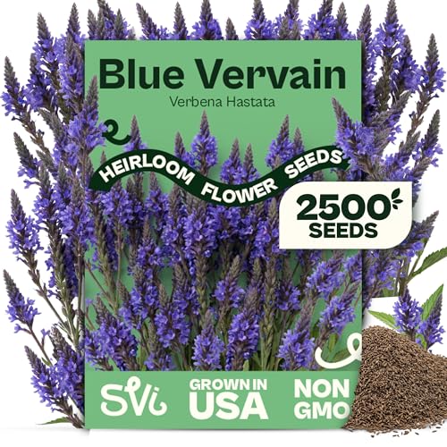 SVI 2500 Blue Vervain Seeds (Verbena hastata) Vervain Herb Verbena Seed Packets Bulk Tall Wildflower Native Perennial Flower Seeds Packets Outdoor Flower Garden Meadows Containers