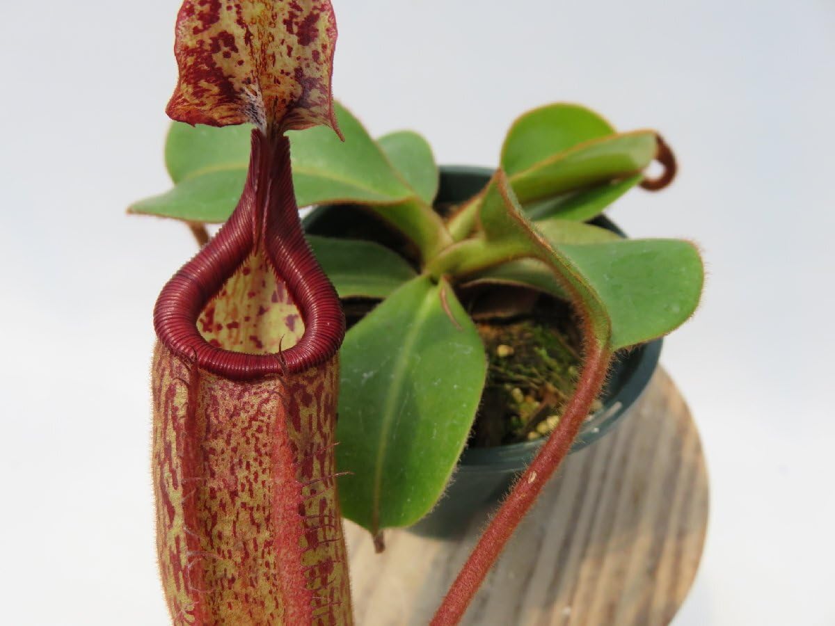 Amazon.co.jp: N.palawanensis (BE-3651) × N.veitchii bario Y