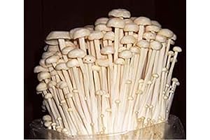 Premium Live Enoki Mushroom Spore Syringe - Colonize Your Own Mushroom Kits...