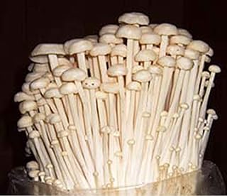 Mushroom Culture Syringe - Live Fungus - Many to Choose from - Satisfaction Guarantee - Professional Grade - Made in The U.S.A (11ml Live Culture Syringe, Enoki Mushroom)