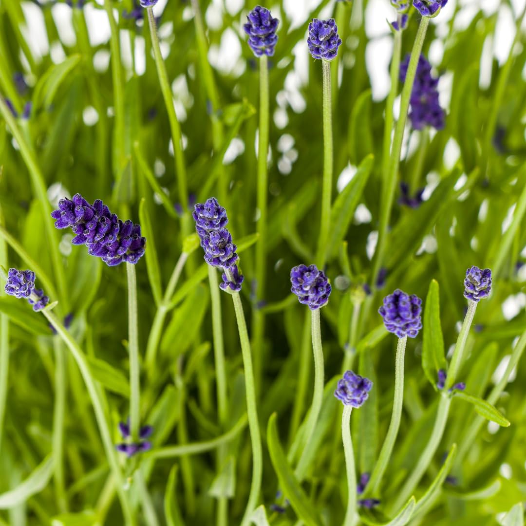 Lavandula angustifolia - Lavendel | 2 Stück - 40-50cm - Ø19cm - Gartenpflanze