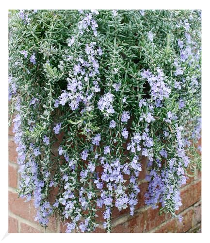 BALDUR Garten Hänge-Rosmarin 'Blue Cascade®', 1 Pflanze, winterharte Staude, mehrjährig, bienenfreundlich, pflegeleicht, für Standort in der Sonne geeignet, blühend, Rosmarinus officinalis