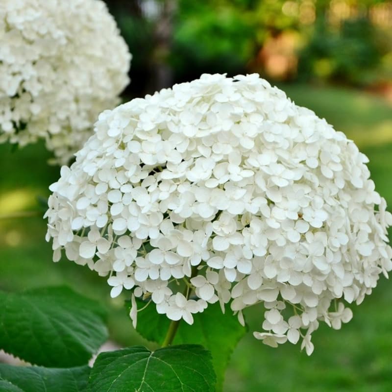 HILROQG Starter Hydrangea