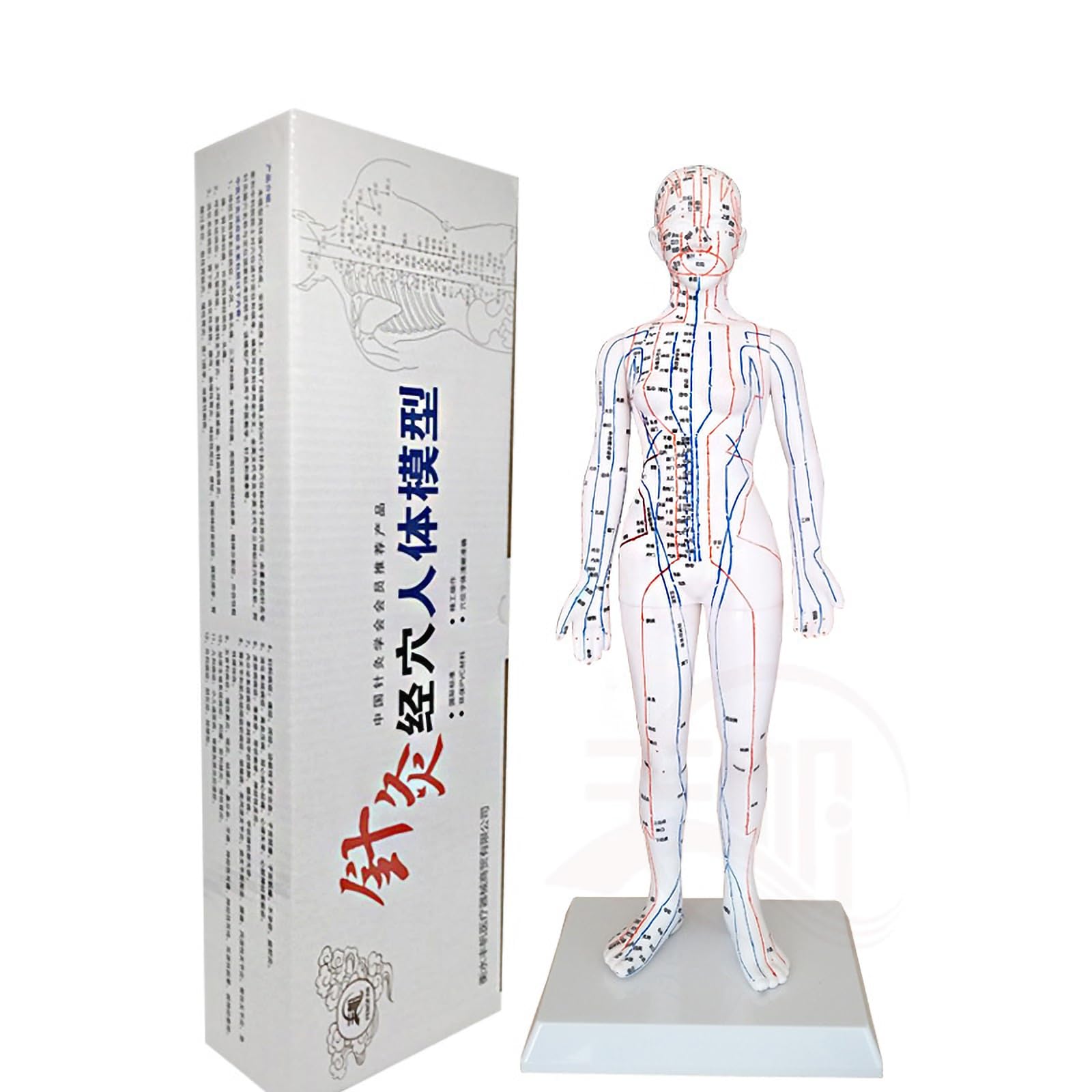 Modèle de point d'acupuncture méridien du corps humain, modèle de point d'acupuncture pour hommes chinois blancs, modèle de point d'acupuncture chinois, modèle d'acupuncture de point de pression