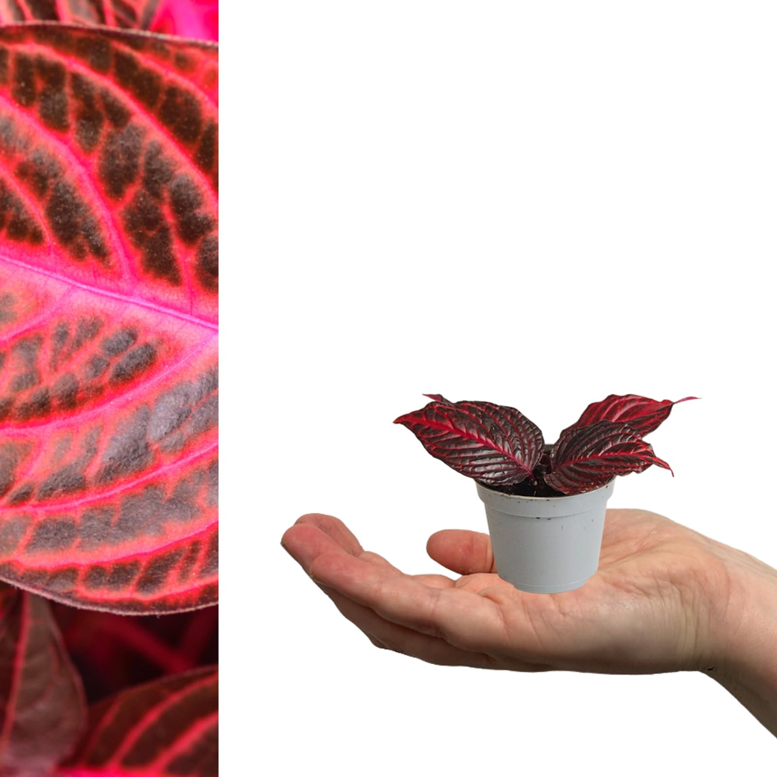 Carbeth Plants - 3 x Iresine Bloodleaf Purple Mini Indoor Plant in 6cm Pots - Real Purple Evergreen Foliage Beefsteak Plant - Easy to Care for Beginner Friendly Houseplant - Ideal for Home or Office