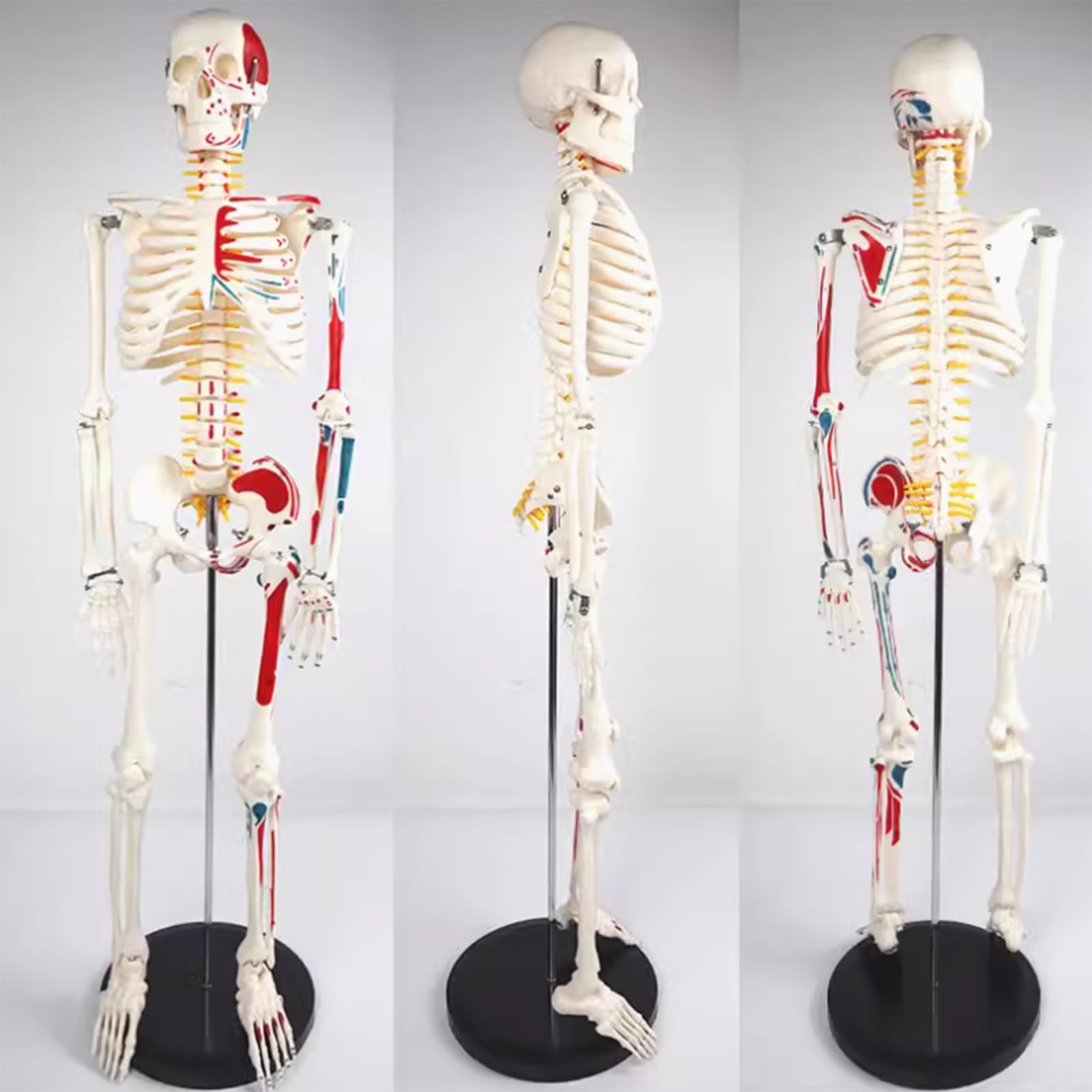 Squelette 85 cm médical avec nerfs et vaisseaux AMITD pour étude anatomique