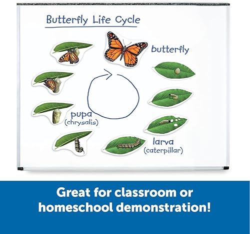 Miniatura 3 de Learning Resources Ciclo de vida de mariposa, 9 piezas de escritura y limpieza, accesorios para el aula, ayudas didácticas, a partir de 5 años