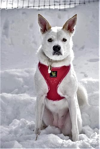 Miniatura 7 de EcoBark Arnés para perro de máxima comodidad diseño sin tirones y que evita estrangulamiento, lujoso chaleco acolchado, respetuoso con el medio