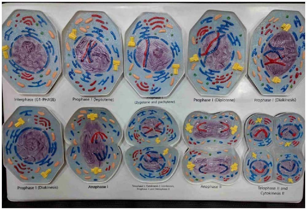 Estudio sobre La Educación De La Línea De Biología Celular De 10 Estructuras Clasificadas De La Meiosis Celular En El Modelo Celular del Modelo Anatómico