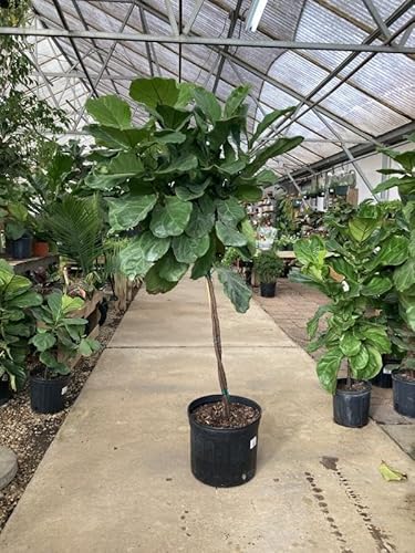 RedCrocus Fiddle Leaf Fig Twist Indoor Plant - Large Glossy