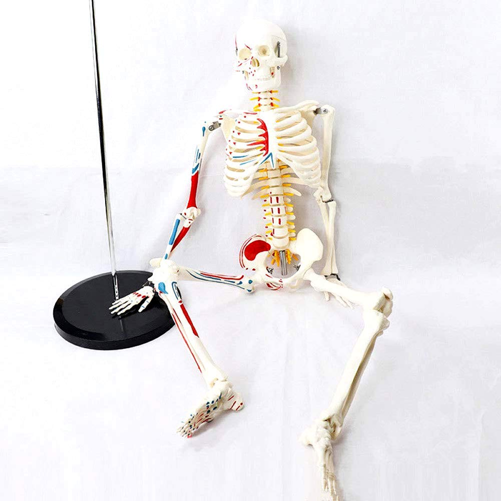 Modèle Anatomique du Corps Humain Modèle Mini Squelette avec des Muscles Peints, 85Cm - Construction Et Le Mouvement du Corps comme Modèle d'apprentissage Ou du Matériel Pédagogique