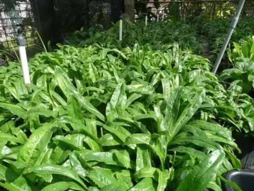 Recao, Culantro, Coentro ancho, Coentro Mexicano (Eryngium foetidum) 200++ Pacote de sementes