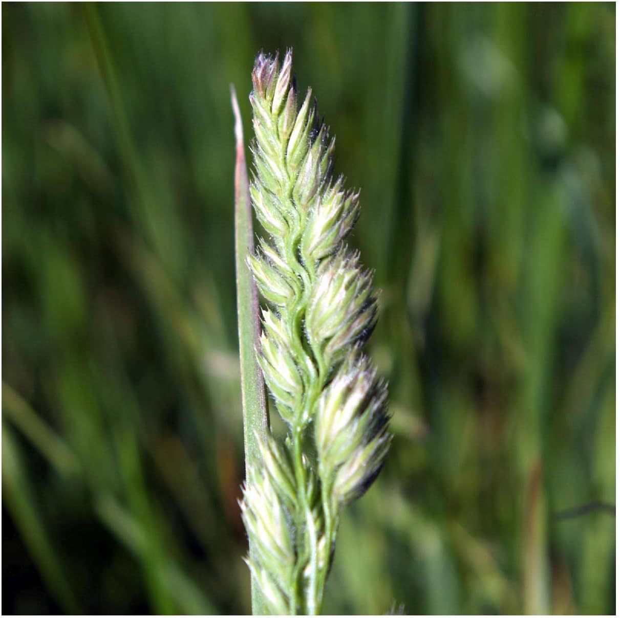 Everwilde Farms - 1 Oz Upland Wild Timothy Native Grass Seeds - Gold Vault