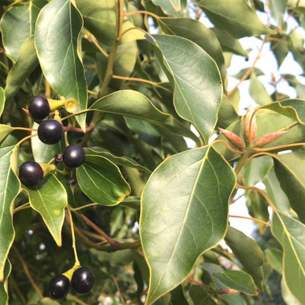 OhhSome Camphor Tree Cinnamomum Camphora Karpur Live Outdoor Plant (Healthy Plant) (B09QT3JLRV) Amazon Price History, Amazon Price Tracker