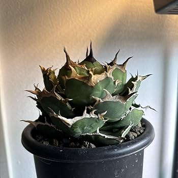 Amazon.co.jp: アガベ チタノタ イラン株 ペルシアンドワーフ 極上株