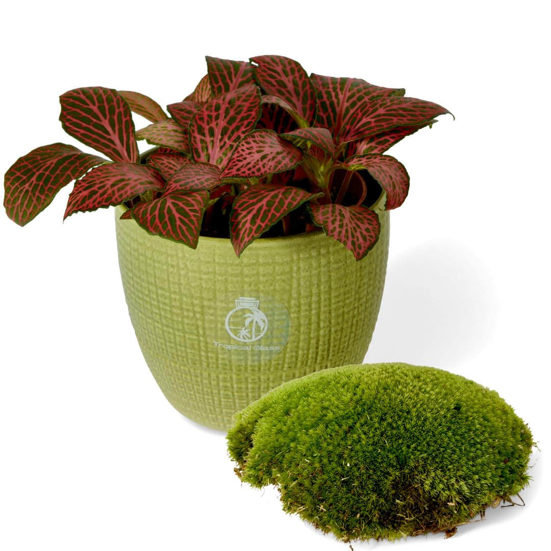 Fittonia Red - Live Nerve Plant in 8.5 cm Pot | Ideal for Closed Terrariums or Indoor Displays | Easy Care Colourful Foliage (Plant Only)