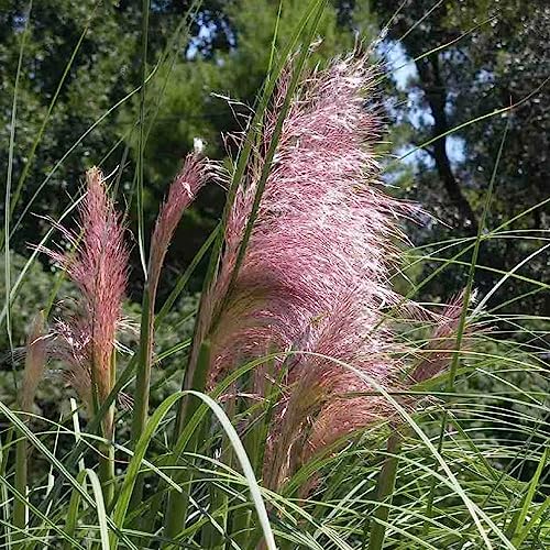 200 pcs pampasgras samen winterhart mehrjährig - zimmerpflanzen wenig lichtbedarf ziergräser,Cortaderia selloana, gartenarbeit robuste balkonpflanzen winterhart garten geschenk hochbeet – Bild 4