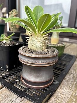 パキポディウム　エブレネウム　2頭　鉢付き パキポディウム エブルネウム×デンシフローラム② | hanayoshi