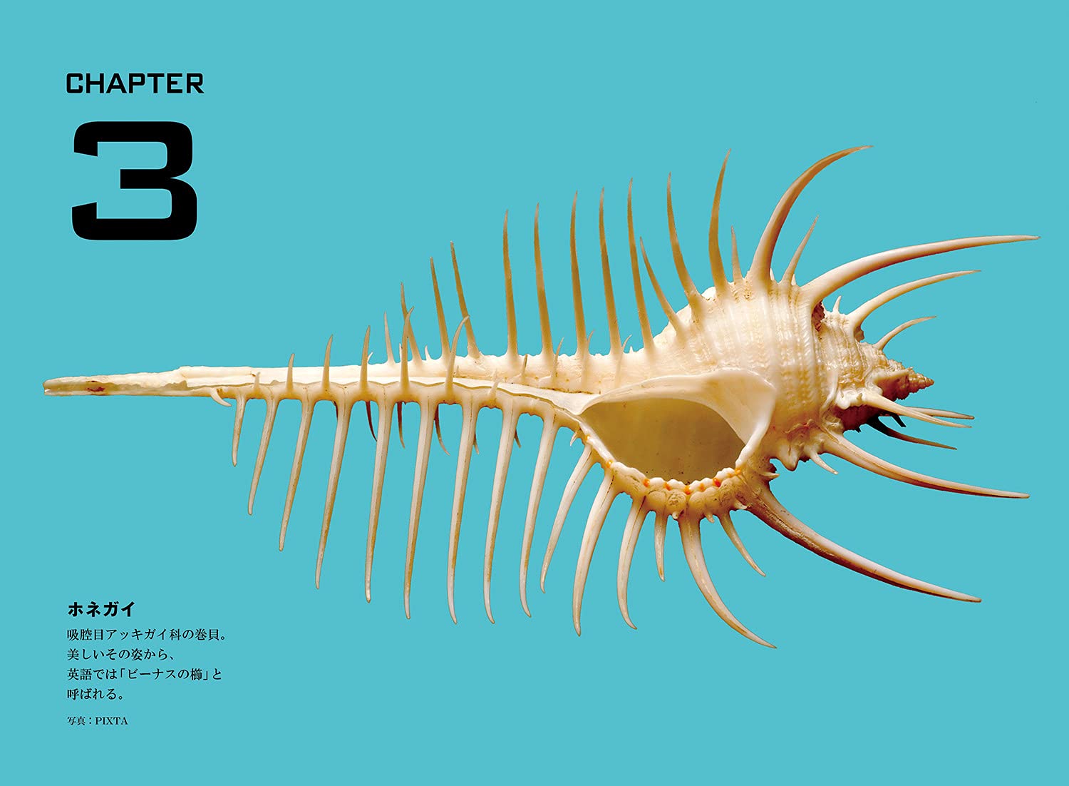 いきもののカタチ 続 波紋と螺旋とフィボナッチ 多彩なデザインを創り出すシンプルな法則 近藤滋 本 通販 Amazon