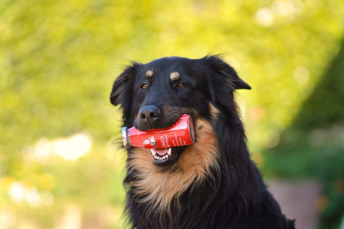 Hunde Smoothie SmoothieDog 12er Rind - Flüssiges Hundeleckerli - Zucker- & glutenfrei - je 250ml
