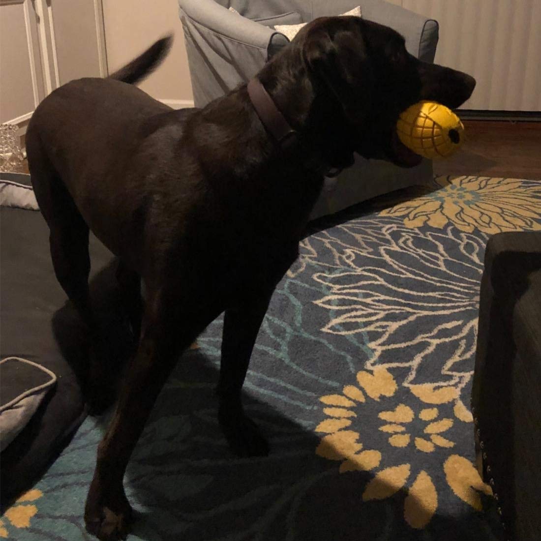 indestructible dog toys for large dogs