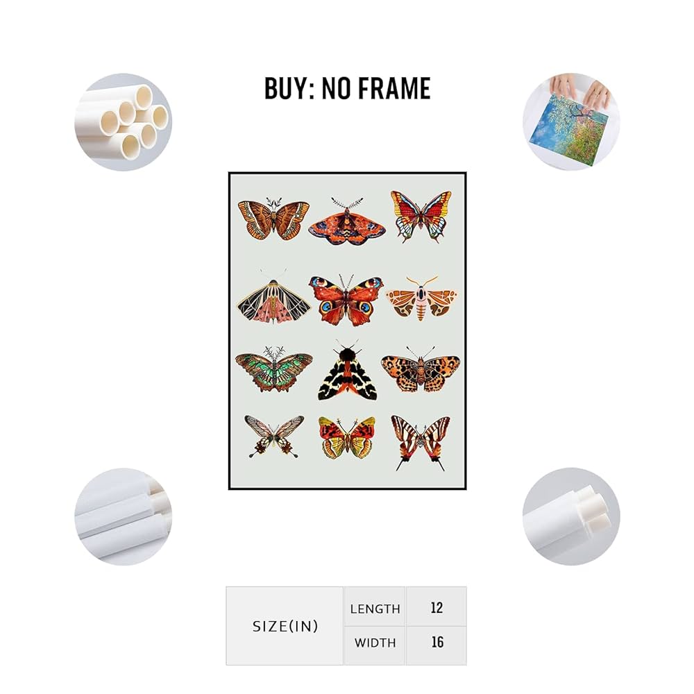 Amazon.co.jp: スワローテイル バタフライ ブラウン バタフライ